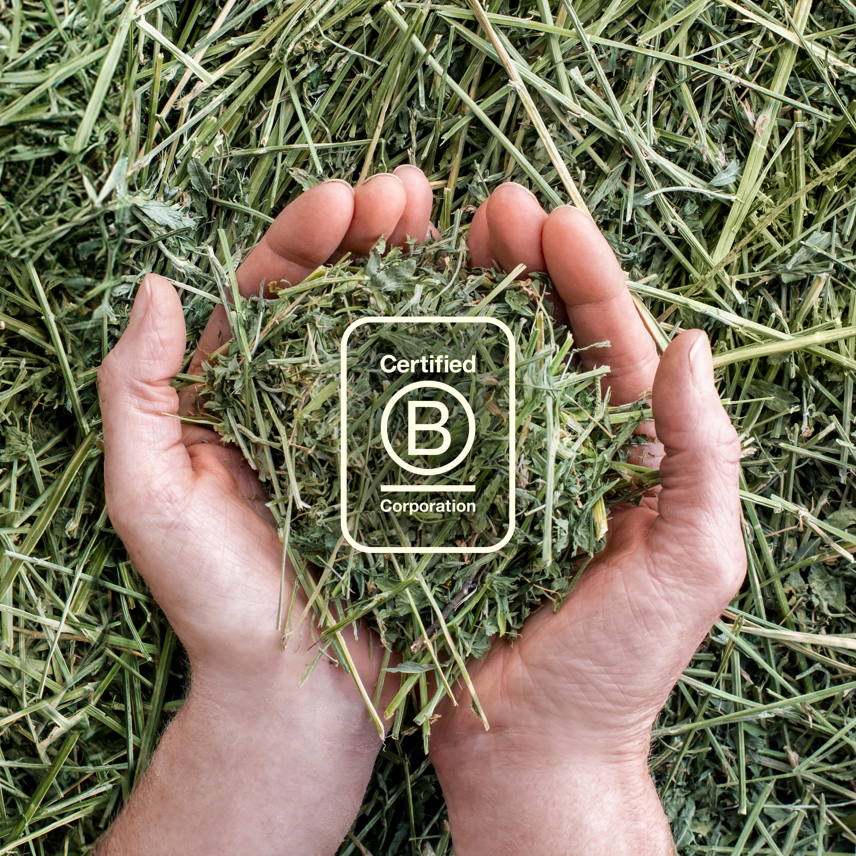 Tillamook B Corp Status Logo